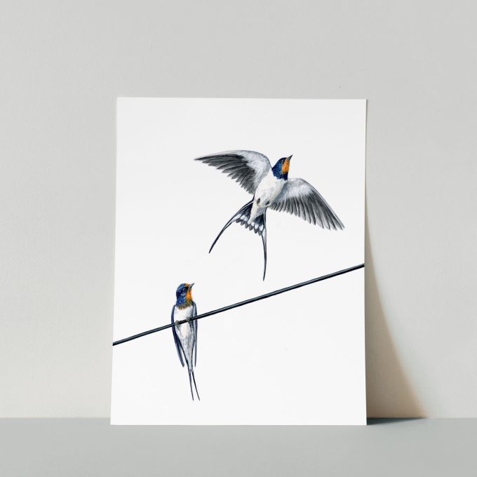 Barn Swallows Print