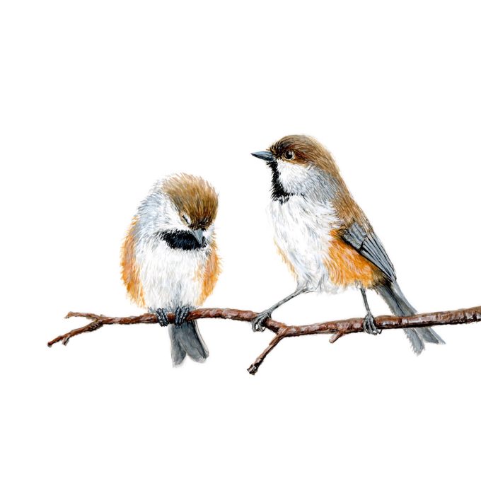 Boreal Chickadee Print