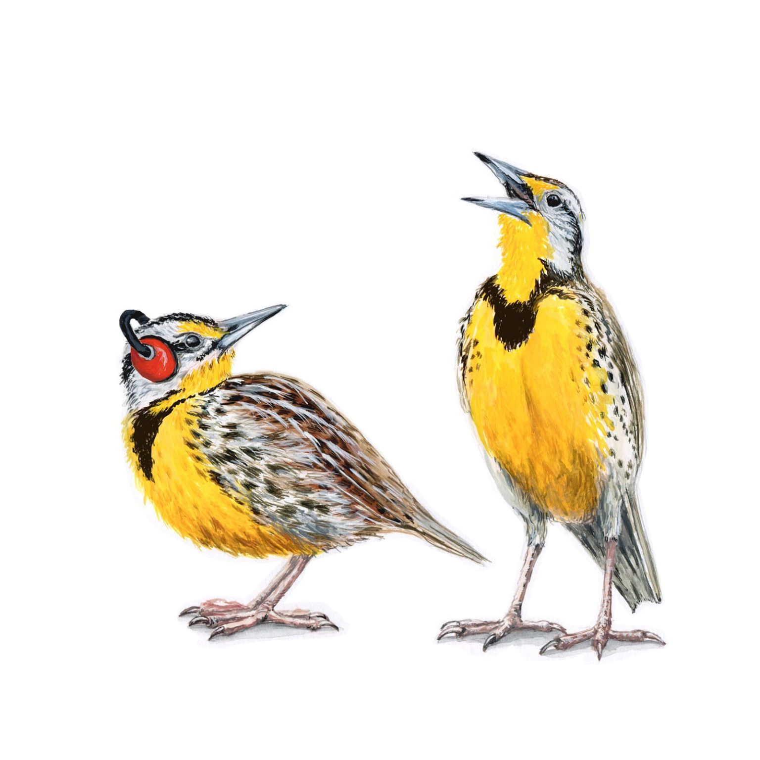 meadowlarks-print-barbara-schelling