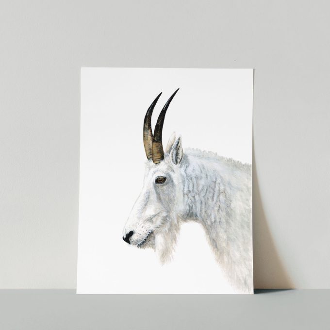 Mountain Goat Print