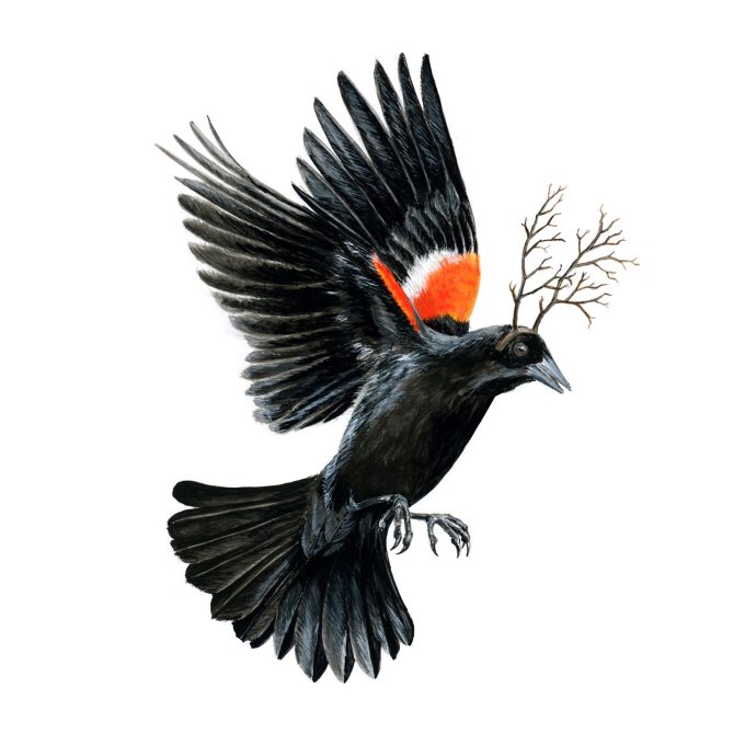 Red-winged Blackbird III Print