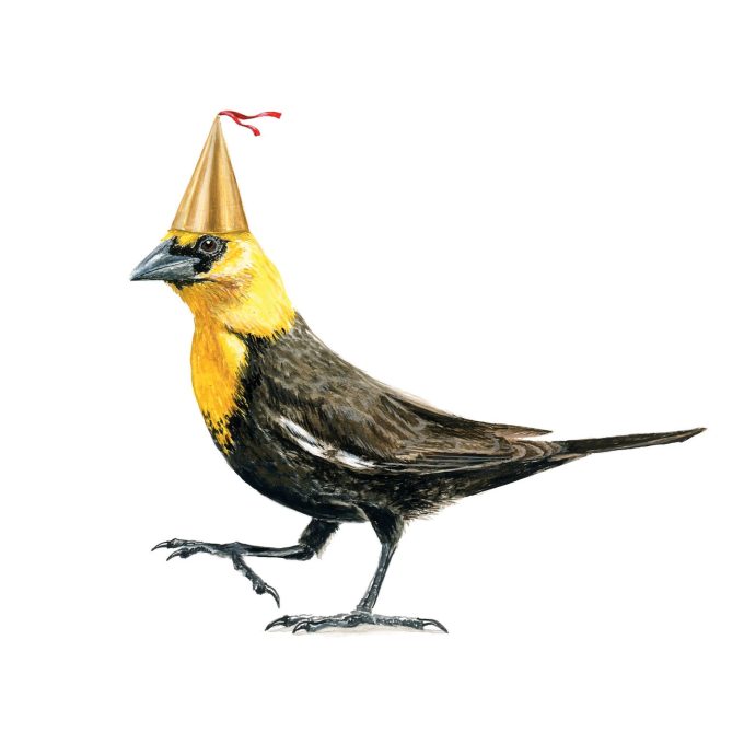 Yellow-headed Blackbird Print