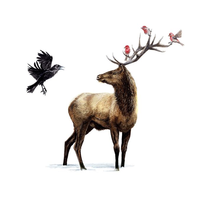 Elk & Raven