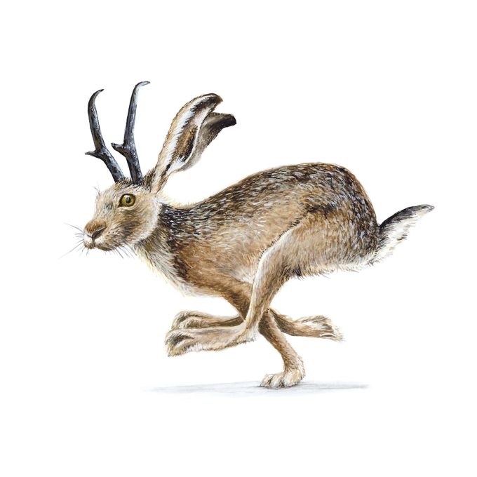 Jackalope 2