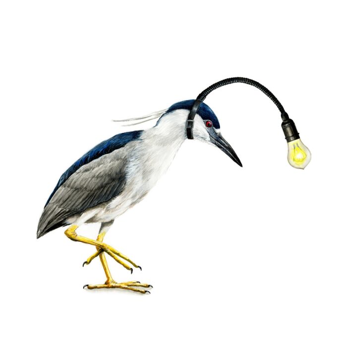 Night Heron