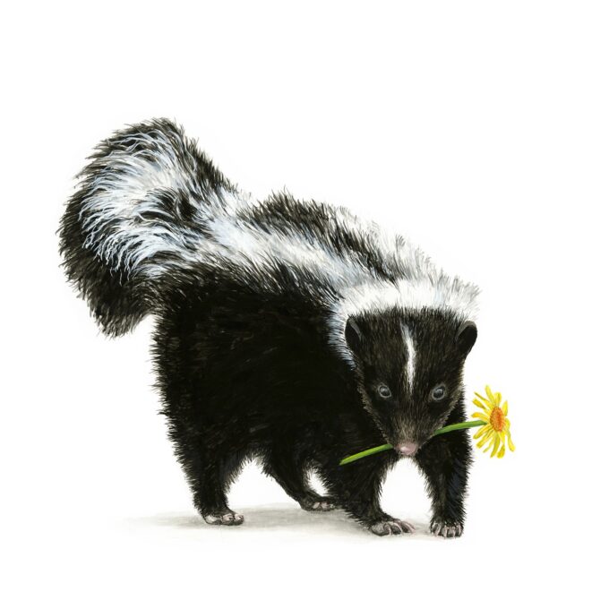 Skunk