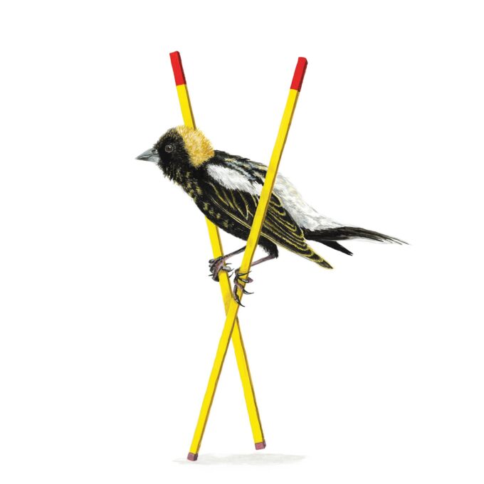Bobolink Painting