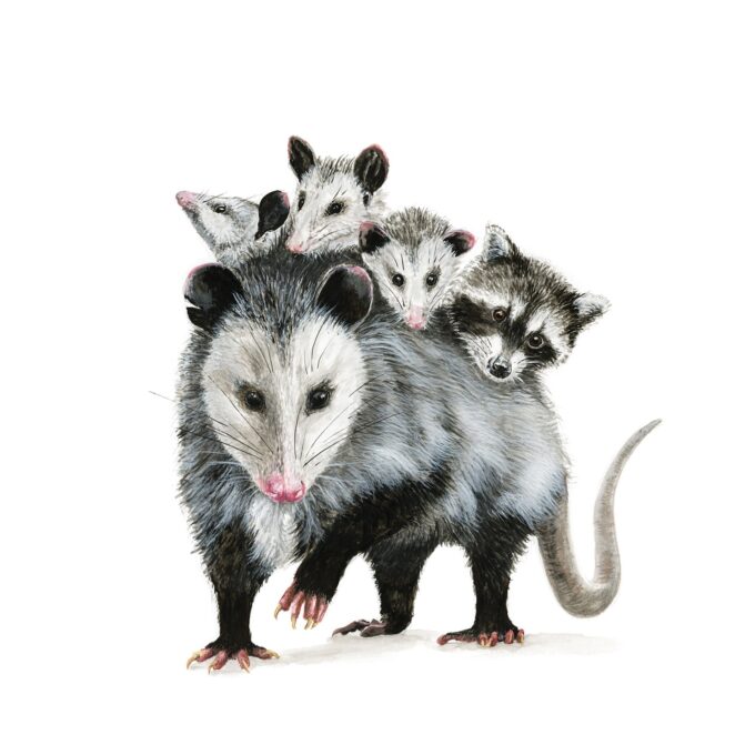 Opossum Painting
